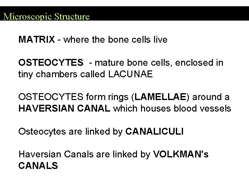 Microscopic Structure MATRIX - where the bone cells live OSTEOCYTES - mature bone cells,