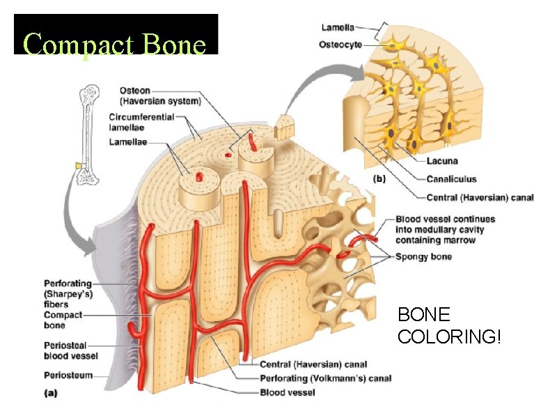 Compact Bone BONE COLORING! 
