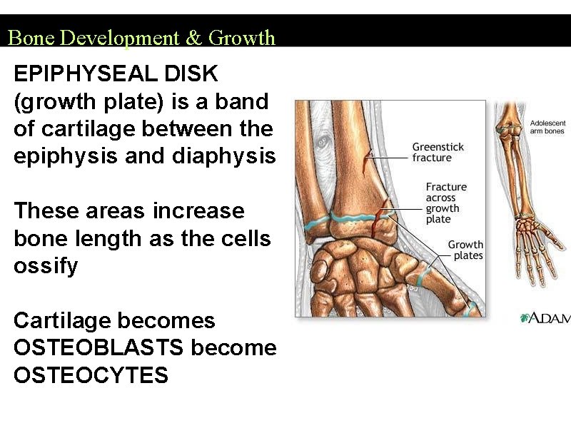 Bone Development & Growth EPIPHYSEAL DISK (growth plate) is a band of cartilage between