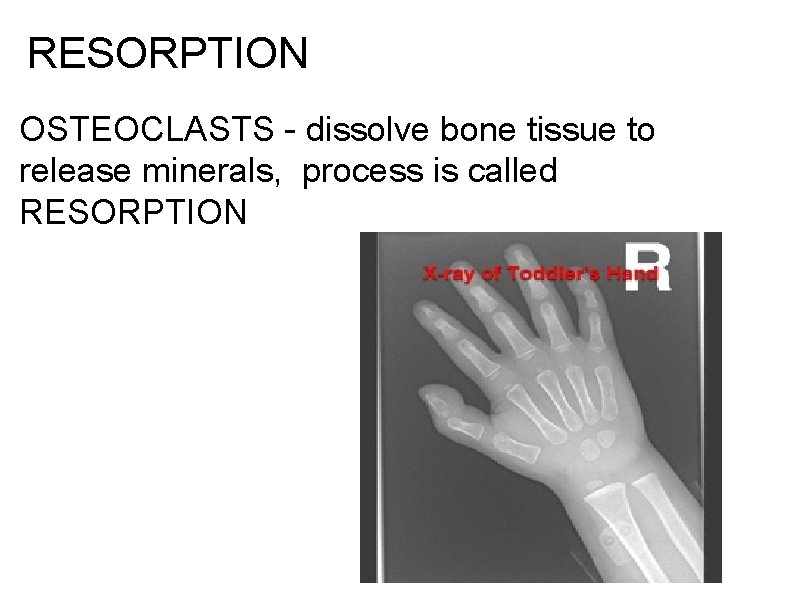 RESORPTION OSTEOCLASTS - dissolve bone tissue to release minerals, process is called RESORPTION 