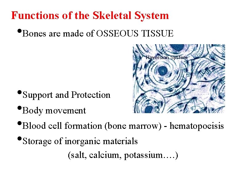 Functions of the Skeletal System • Bones are made of OSSEOUS TISSUE • Support