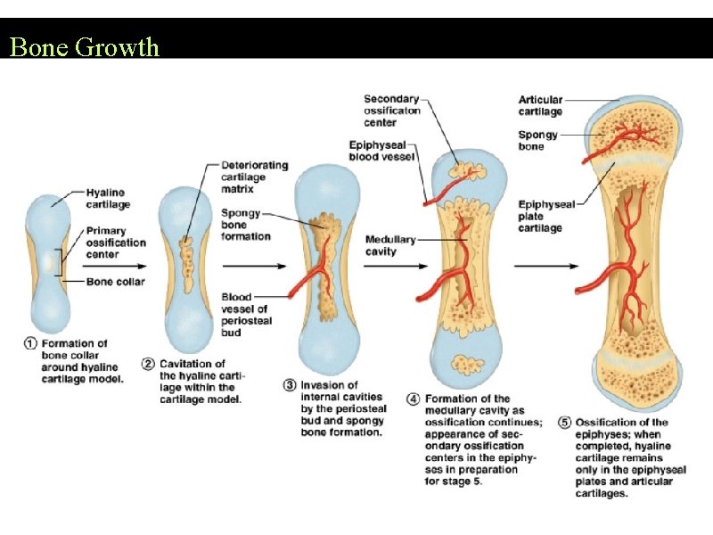 Bone Growth 