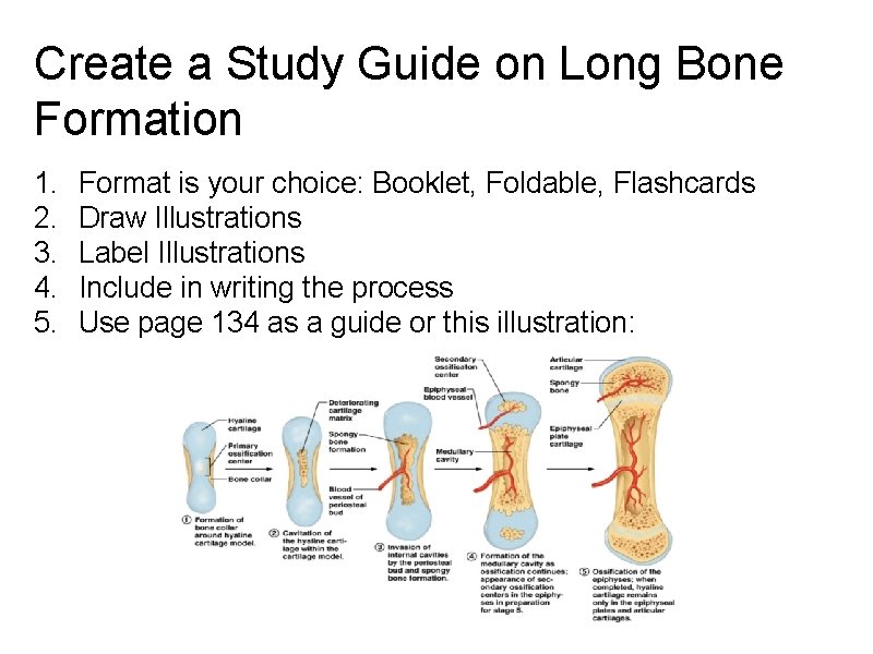 Create a Study Guide on Long Bone Formation 1. 2. 3. 4. 5. Format