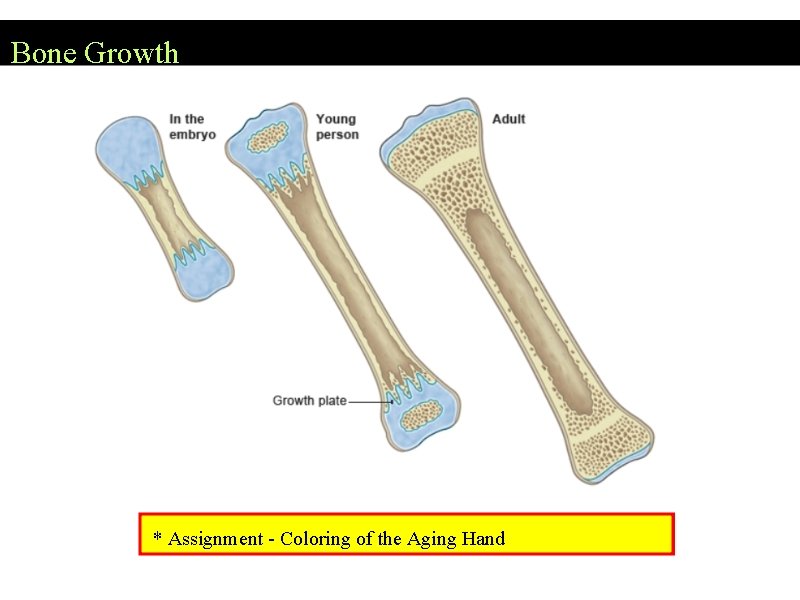 Bone Growth * Assignment - Coloring of the Aging Hand 