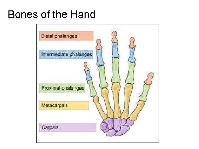 Bones of the Hand 