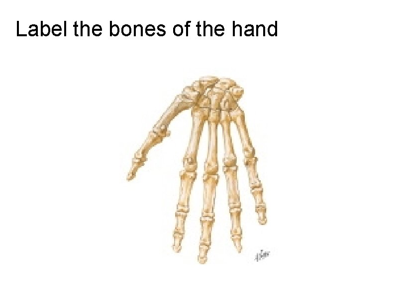 Label the bones of the hand 