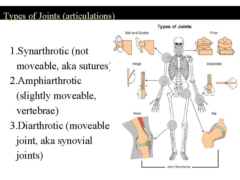 Types of Joints (articulations) 1. Synarthrotic (not moveable, aka sutures) 2. Amphiarthrotic (slightly moveable,