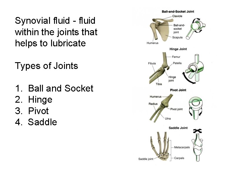 Synovial fluid - fluid within the joints that helps to lubricate Types of Joints