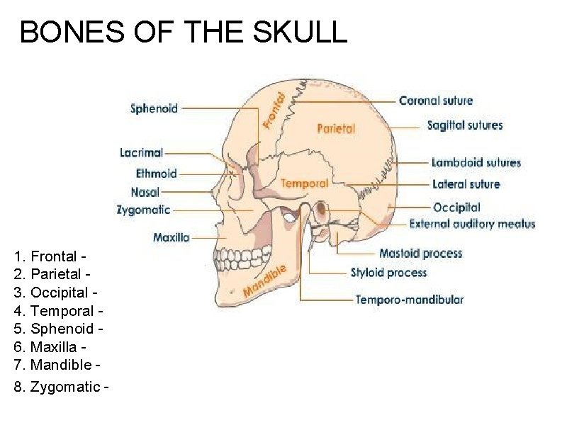 BONES OF THE SKULL 1. Frontal 2. Parietal - 3. Occipital 4. Temporal -