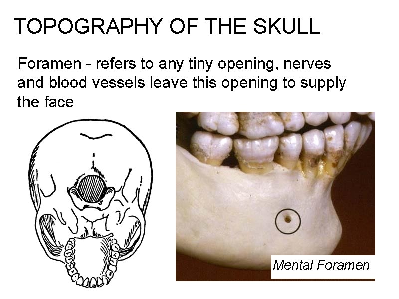 TOPOGRAPHY OF THE SKULL Foramen - refers to any tiny opening, nerves and blood