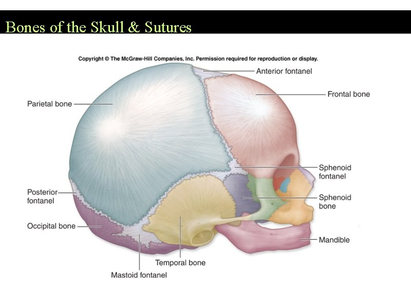 Bones of the Skull & Sutures 