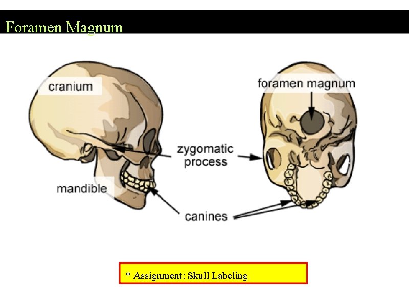Foramen Magnum * Assignment: Skull Labeling 