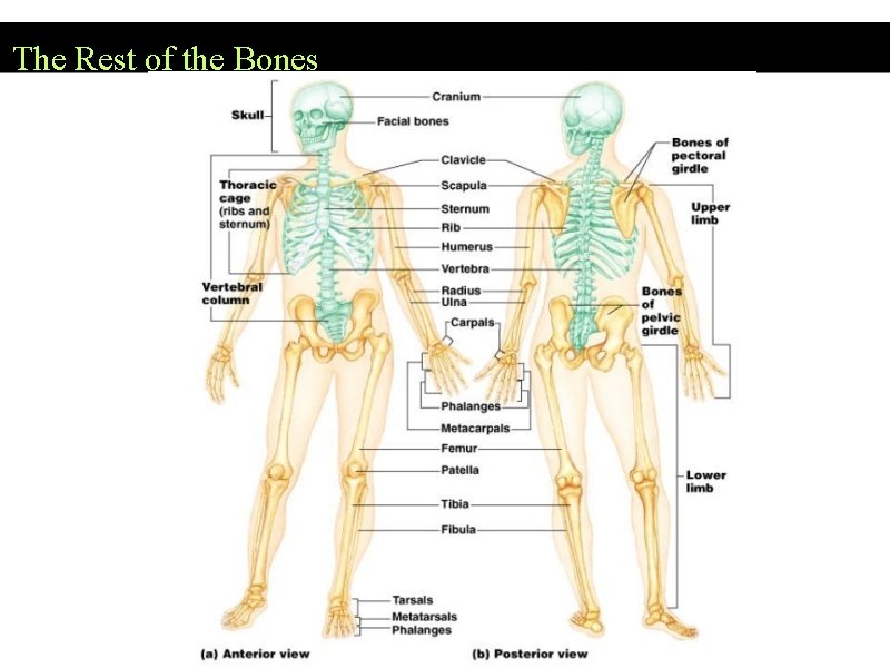 The Rest of the Bones 