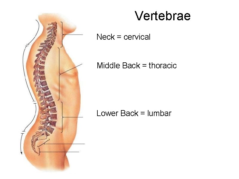 Vertebrae Neck = cervical Middle Back = thoracic Lower Back = lumbar 