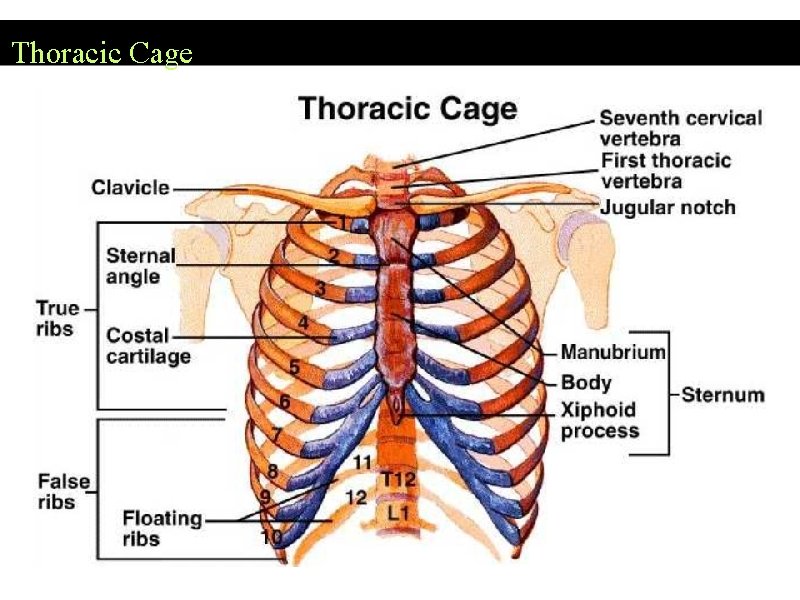 Thoracic Cage 