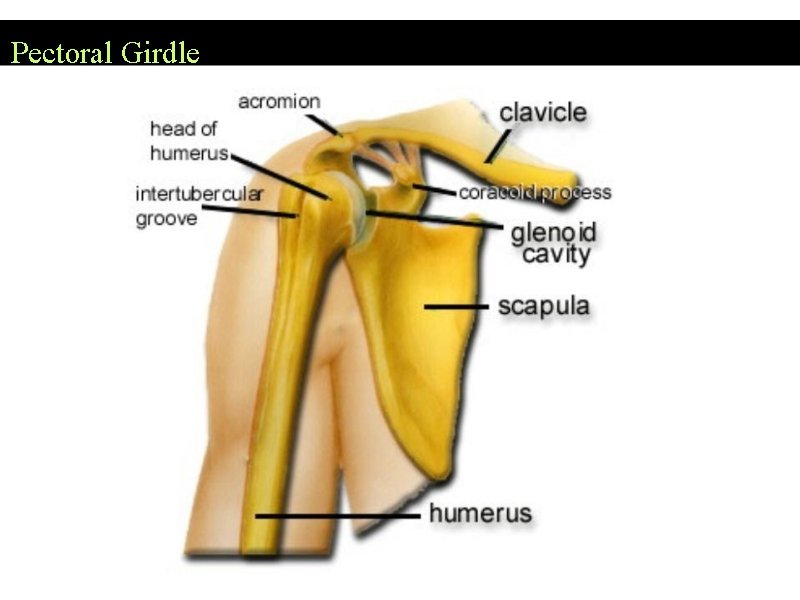 Pectoral Girdle 