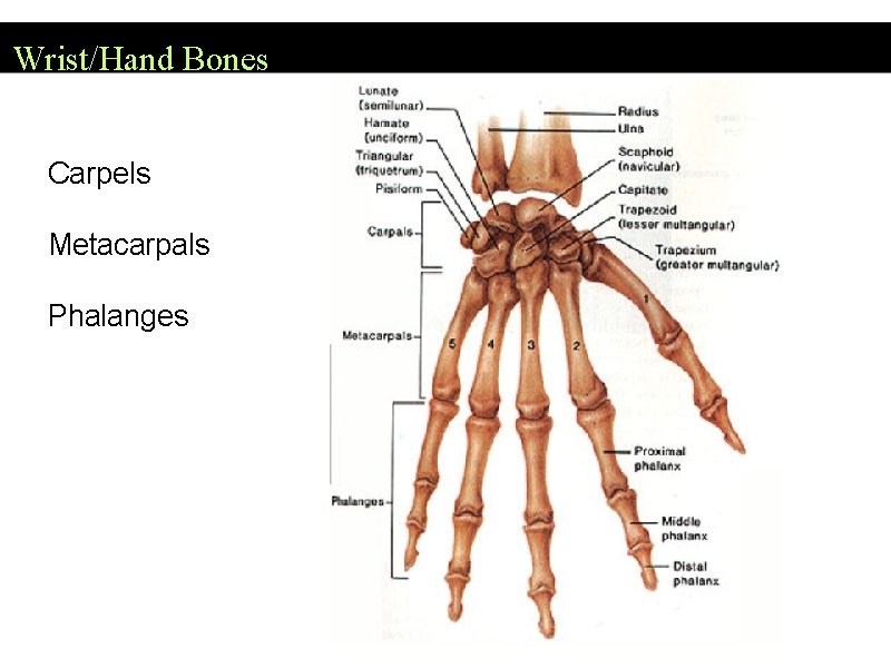 Wrist/Hand Bones Carpels Metacarpals Phalanges 