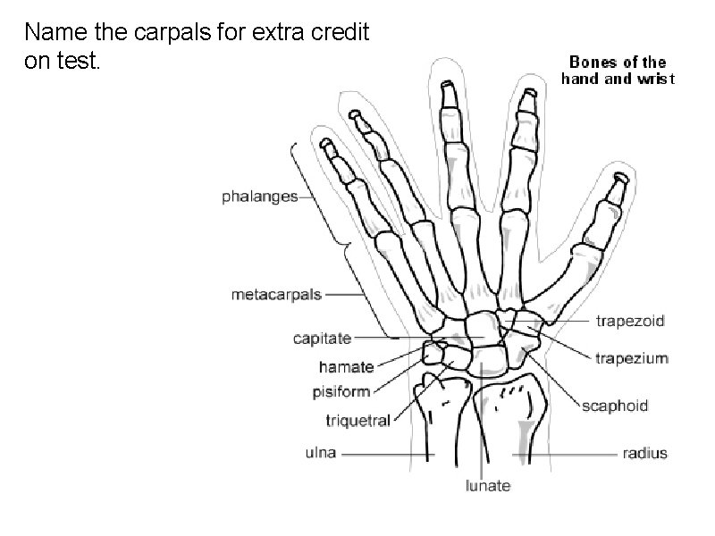 Name the carpals for extra credit on test. 