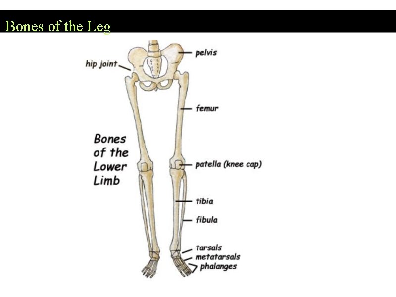 Bones of the Leg 