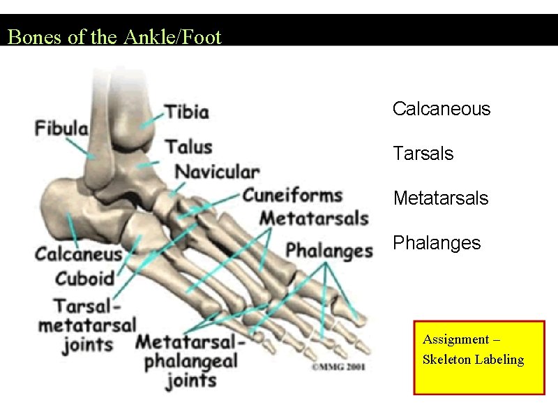 Bones of the Ankle/Foot Calcaneous Tarsals Metatarsals Phalanges Assignment – Skeleton Labeling 