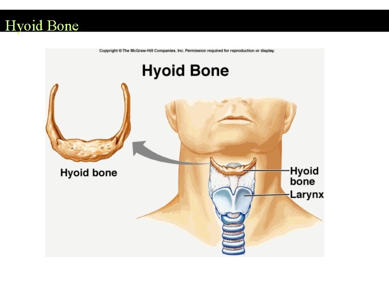 Hyoid Bone 