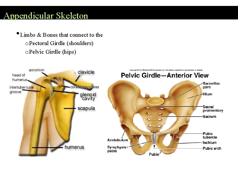 Appendicular Skeleton • Limbs & Bones that connect to the o Pectoral Girdle (shoulders)