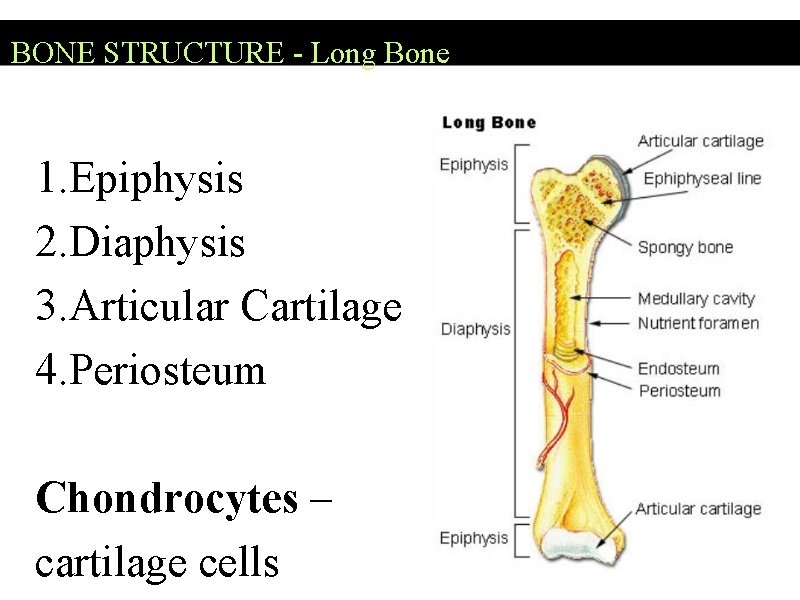BONE STRUCTURE - Long Bone 1. Epiphysis 2. Diaphysis 3. Articular Cartilage 4. Periosteum