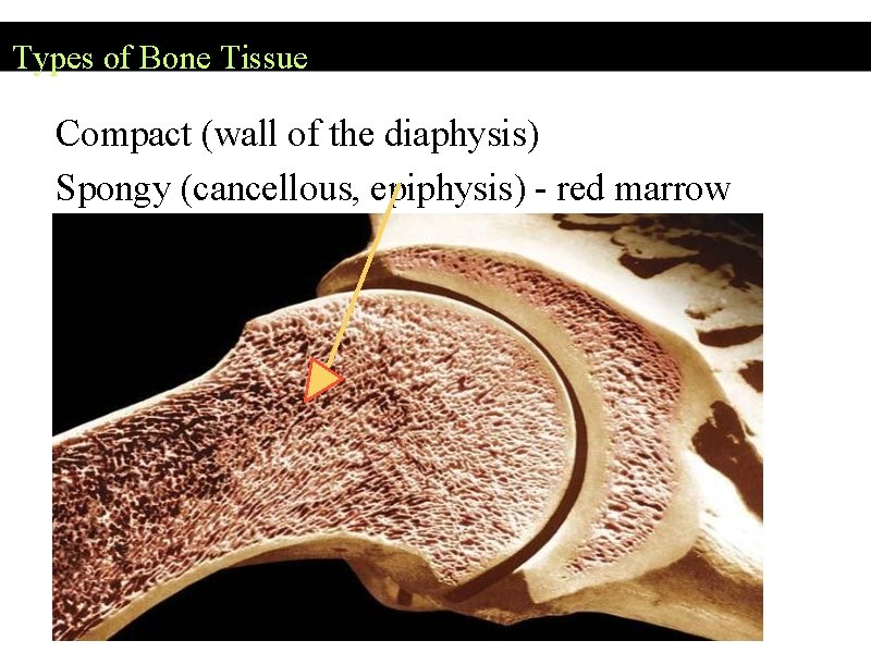 Types of Bone Tissue Compact (wall of the diaphysis) Spongy (cancellous, epiphysis) - red