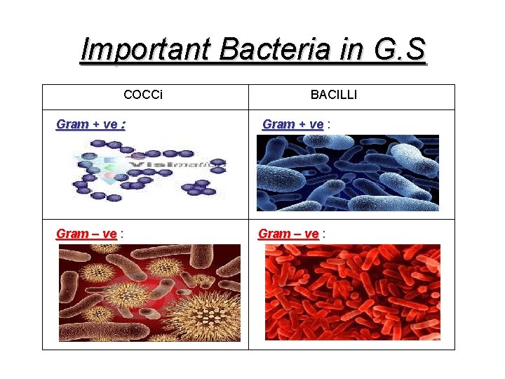 Important Bacteria in G. S COCCi Gram + ve : Gram – ve :