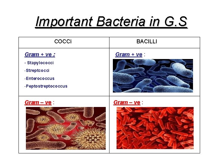 Important Bacteria in G. S COCCi Gram + ve : BACILLI Gram + ve