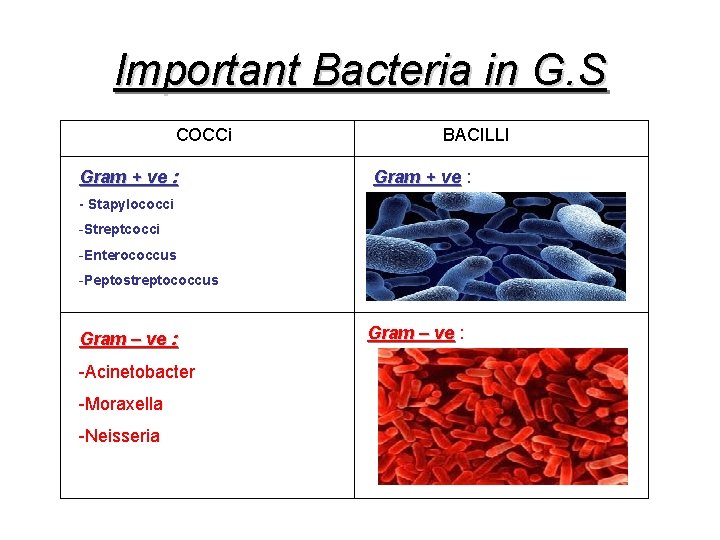 Important Bacteria in G. S COCCi Gram + ve : BACILLI Gram + ve