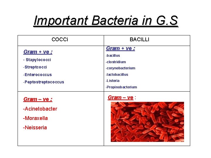 Important Bacteria in G. S COCCi Gram + ve : - Stapylococci BACILLI Gram