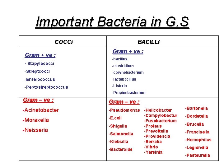 Important Bacteria in G. S COCCi Gram + ve : - Stapylococci BACILLI Gram
