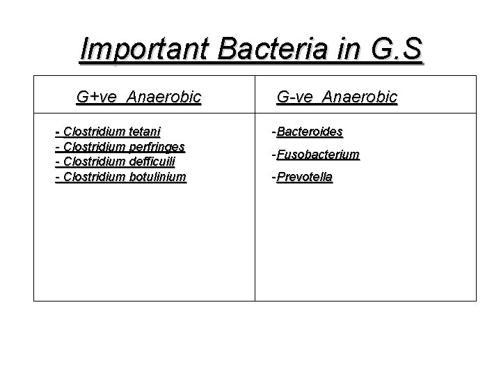 Important Bacteria in G. S G+ve Anaerobic - Clostridium tetani - Clostridium perfringes -