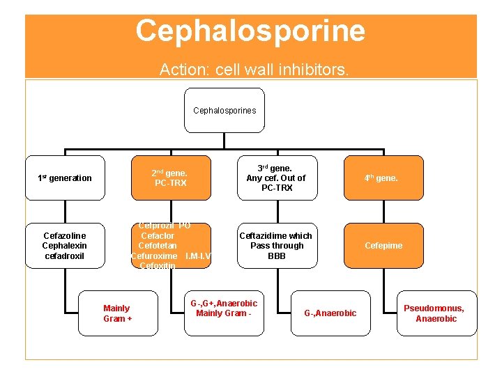 Cephalosporine Action: cell wall inhibitors. Cephalosporines 1 st generation 2 nd gene. PC-TRX 3