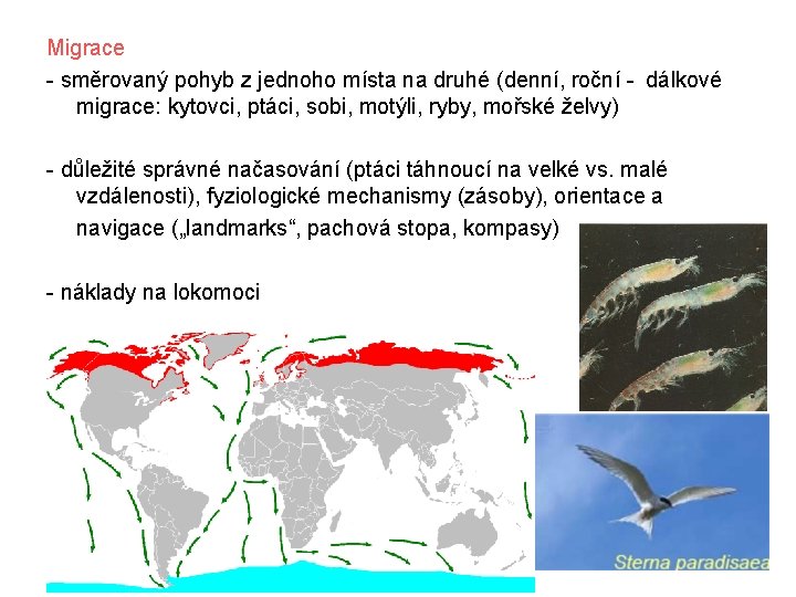 Migrace - směrovaný pohyb z jednoho místa na druhé (denní, roční - dálkové migrace: