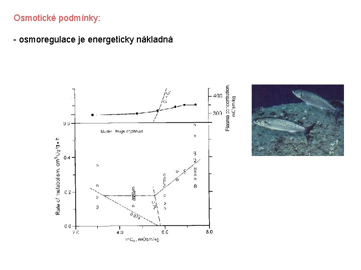 Osmotické podmínky: - osmoregulace je energeticky nákladná 