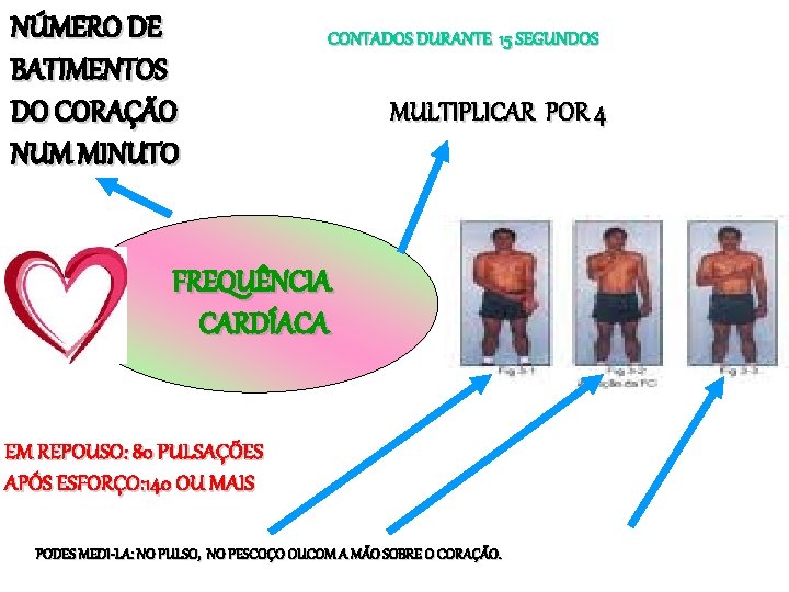 NÚMERO DE BATIMENTOS DO CORAÇÃO NUM MINUTO CONTADOS DURANTE 15 SEGUNDOS MULTIPLICAR POR 4