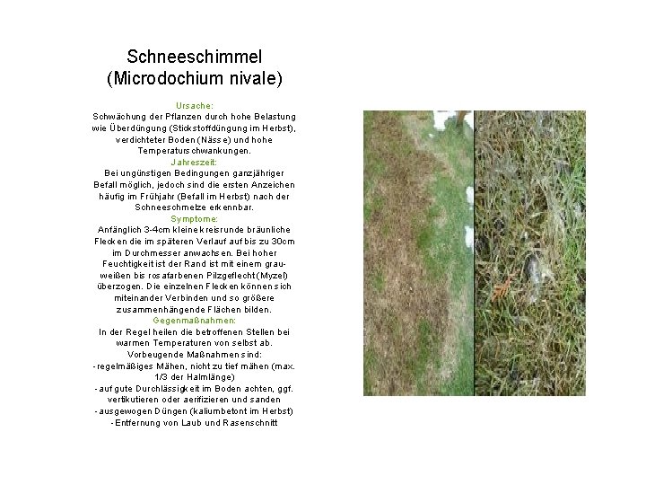 Schneeschimmel (Microdochium nivale) Ursache: Schwächung der Pflanzen durch hohe Belastung wie Überdüngung (Stickstoffdüngung im