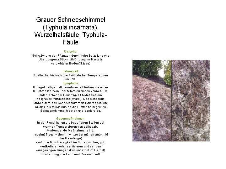 Grauer Schneeschimmel (Typhula incarnata), Wurzelhalsfäule, Typhula. Fäule Ursache: Schwächung der Pflanzen durch hohe Belastung