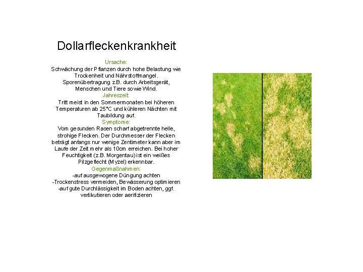 Dollarfleckenkrankheit Ursache: Schwächung der Pflanzen durch hohe Belastung wie Trockenheit und Nährstoffmangel. Sporenübertragung z.