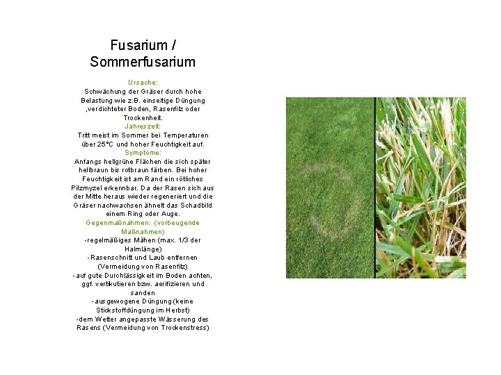 Fusarium / Sommerfusarium Ursache: Schwächung der Gräser durch hohe Belastung wie z. B. einseitige