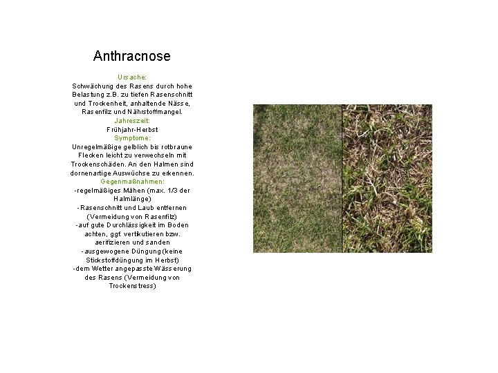 Anthracnose Ursache: Schwächung des Rasens durch hohe Belastung z. B. zu tiefen Rasenschnitt und