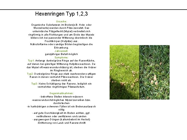 Hexenringen Typ 1, 2, 3 Ursache: Organische Substanzen im Boden(z. B. Holz- oder Wurzelreste)