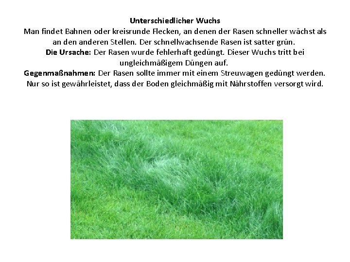 Unterschiedlicher Wuchs Man findet Bahnen oder kreisrunde Flecken, an denen der Rasen schneller wächst