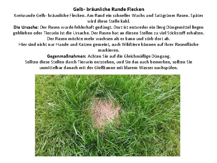 Gelb- bräunliche Runde Flecken Kreisrunde Gelb- bräunliche Flecken. Am Rand ein schneller Wuchs und