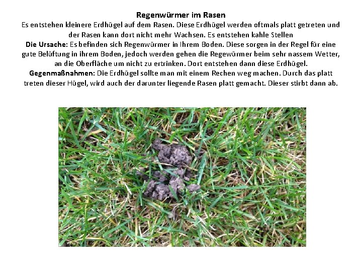 Regenwürmer im Rasen Es entstehen kleinere Erdhügel auf dem Rasen. Diese Erdhügel werden oftmals