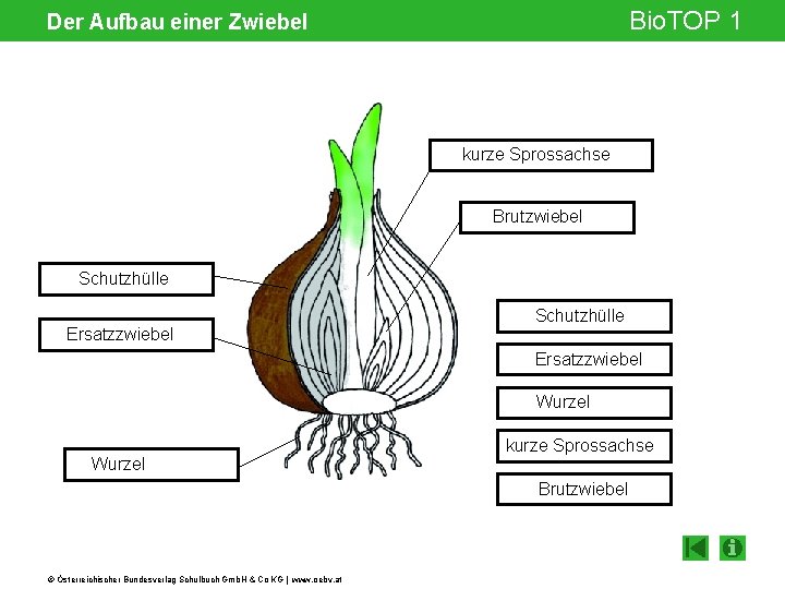 Bio. TOP 1 Der Aufbau einer Zwiebel kurze Sprossachse Brutzwiebel Schutzhülle Ersatzzwiebel Wurzel kurze