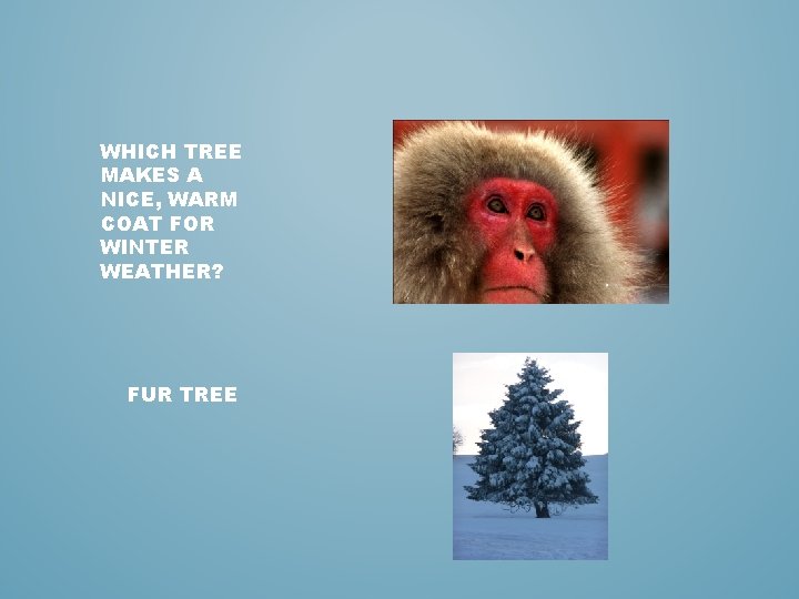 WHICH TREE MAKES A NICE, WARM COAT FOR WINTER WEATHER? FUR TREE 