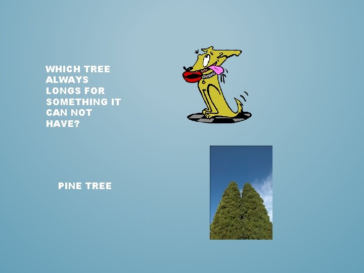 WHICH TREE ALWAYS LONGS FOR SOMETHING IT CAN NOT HAVE? PINE TREE 